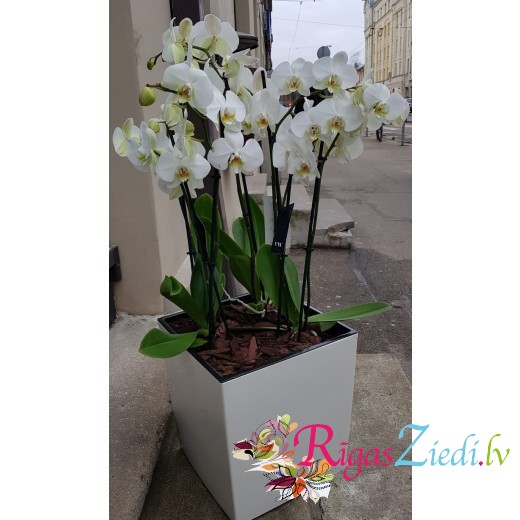 Орхидеи в цветочном горшке